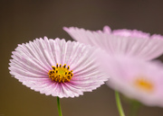 23rd Mar 2025 - Cosmos