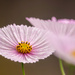 Cosmos