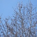 The leaves are budding in the tree tops...