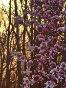 27th Mar 2025 - Magnolia at Dawn