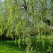 green trees