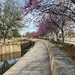 Redbuds are in bloom