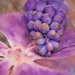 Muscari and Periwinkle~~~~~