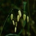 Blowfly Grass PA186212