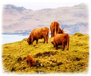27th Mar 2025 - Highland Cattle And Calf,Mull