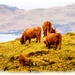 Highland Cattle And Calf,Mull