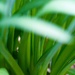 Snowflake leaves~~~~