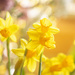 narcissus