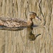 WHO SAID FEMALE DUCKS ARE DRAB ? by markp