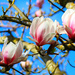 Magnolia..