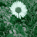 Daisy Daisy