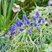 Muscari