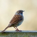Dunnock