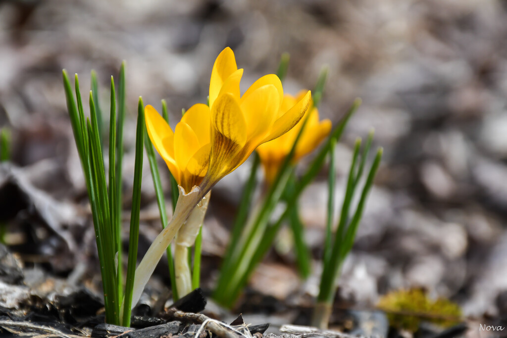 Crocuses by novab