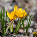 Crocuses