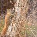 Young Squirrel on Tree