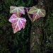 Ivy