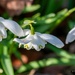 Filled Snowdrops