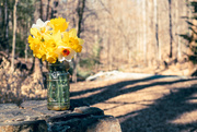 27th Mar 2025 - Flowers on the Trail