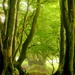 Old birch tree hedge 