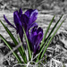 Crocus!!