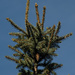 Tree top