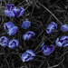 More CROCUS!!