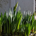 Daffodils