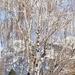 Towering Birch 