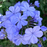 28th Mar 2025 - Plumbago