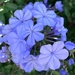 Plumbago