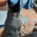 Dog-sitting