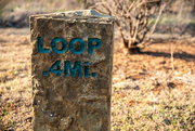 26th Mar 2025 - Loop