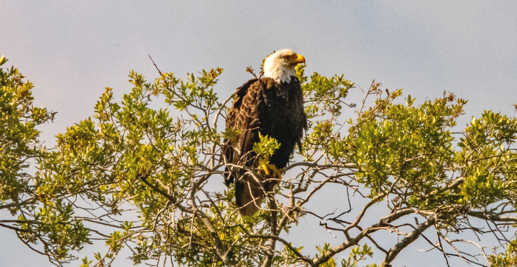 Bald Eagle Taking a Break! by rickster549