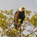 Bald Eagle Taking a Break!