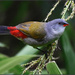 A colourful little bird by ludwigsdiana