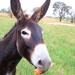 Thanks for the carrot bribe...