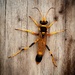 Paper Wasp by purdeygrey