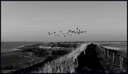 28th Mar 2025 - Flock