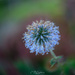 Globe thistle