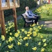 Husband among the Daffodils in Lode.