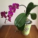  Ancient Orchid..