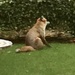 Foxy taking his ease in my garden..