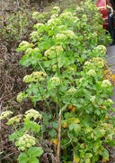 28th Mar 2025 - Roadside plant..........