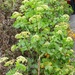 Roadside plant..........