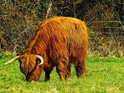24th Mar 2025 - Steer me in the right direction