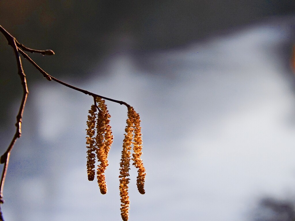 Hanging long. by ajisaac
