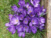 3rd Mar 2025 - Purple Flower Power