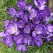 Purple Flower Power
