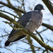 Pigeon 27/31